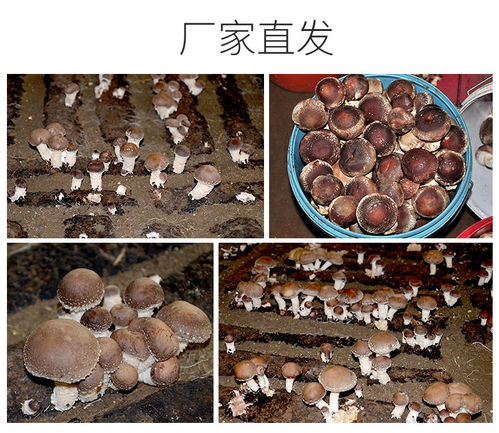 香菇菌包蘑菇菌包平菇菌种室内家庭种植包种子食用菌