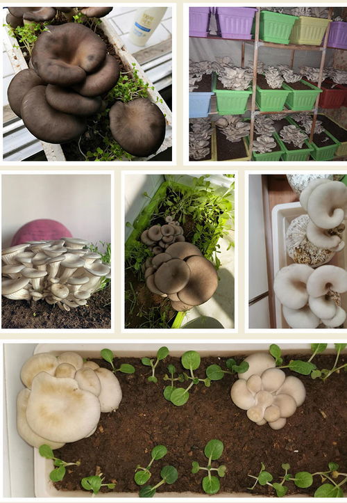 蘑菇菌包食用菌阳台室内家庭种植蘑菇菌种菌包菇种植
