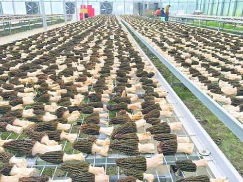 开阳县 推动食用菌产业重心向二三产业转移