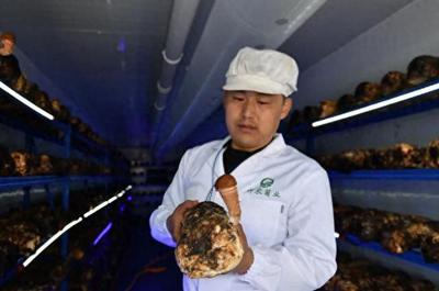 神农菌业:小菌菇"撑开"大市场