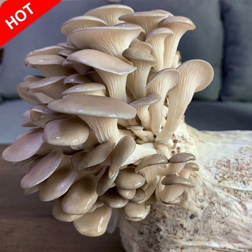 冬天蘑菇种植蘑菇菌包食用菌阳台家庭蘑菇种子菌棒姬菇菌种菌菇包,一品好特惠