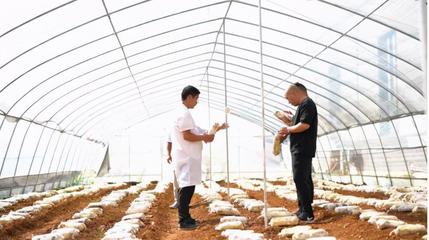 贵州菌科农业种食用菌多举措盘活存量资产,支持食用菌种植